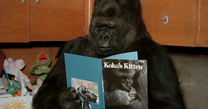 Documentary on Koko the gorilla doesn’t come out with it: can she communicate with humans?