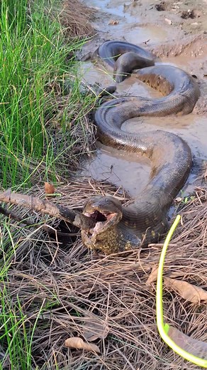 #anaconda #verde #sucuri #costrictoras #guion | anaconda huge
