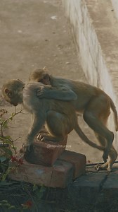 Monkeys Playing in Indian background #monkeys #play #india #playful #cute #nature #wildlife HA32363 | HAWI Studios