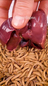 Mealworms vs. Cranberry cookie 🫓 Chicken liver🐥 | WormLapse