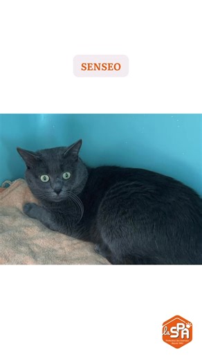 11K views · 403 reactions | ⭐️LES ADOPTIONS DU 02/06 au 15/06 :  16...