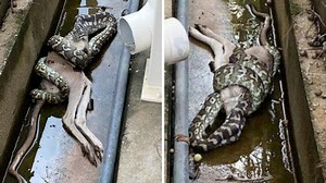 Massive python found in Brisbane backyard