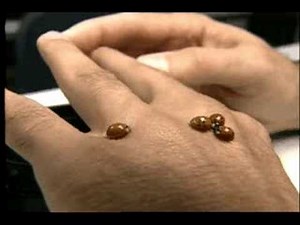 Multicolored Asian Lady Beetle Biting a Hand