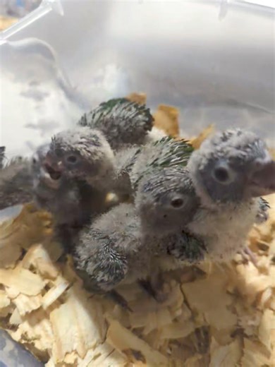 NONE of these have been reserved yet. There are two normal green Green Cheeked Conures, one Yellow Sided, and one Turquoise. I also have a few Pineapples left. They are not DNA sexed but I will supply the forms to do that yourself. Pickup is in Pell City, Alabama. Message me for more details. | Daybird Aviaries