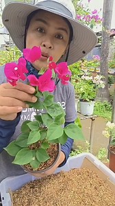 2.9K reactions · 59 shares | happy gardening #bougainvillea #bougainvilleaplant #propagation #plants | Blooming Hardinera Rosalinda Mercado | Facebook