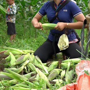 1.4K views | Single girl harvests corn to sell at the market Boil corn for your children to eat plant squash | Lion King | Facebook