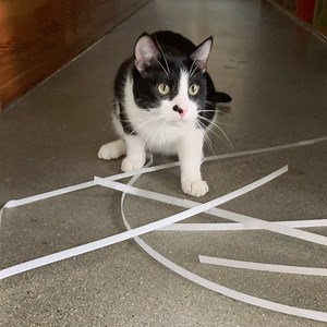 Junior has also been the purrfect assistant, helping organize the recycling when we installed our new storage cabinets. | Catfé