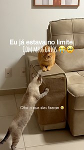 37K views · 6.9K reactions | Recomendo comprar + de um! Como ele é baratinho super compensa, e você pode colar em tudo! Eu já colei na cama e no sofá e pretendo comprar + para colocar na parede pra eles escalarem! A qualidade é excelente ❤️ | Tácia Hellen Lima de Oliveira | Facebook