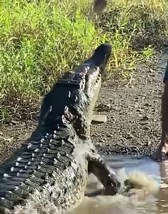 70K views · 861 reactions | That was close... | Kazma Kazmitch | Facebook