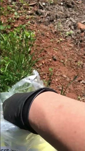 Making soil more acidic with elemental sulfur pellets.