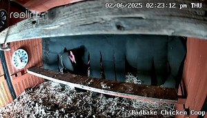 Black hen, happy hen! Clucking with joy after laying her treasure.🐔🥚 Captured by Reolink Argus PT Credit: Badbake #Reolink #ArgusPT #HappyHen #FarmFresh | Reolink