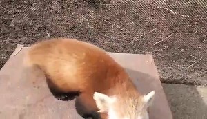 Red Panda Cub Update: Guess who are completely weaned of formula! "Neo" and "Joe"! They are growing up so fast! PS, can you tell "Neo" loves the camera? | Erie Zoo