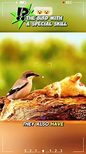 The Bird With a Special Skill !! Shrike Bird #bird #animal #wildanimal #animallovers #fyp #amazing #shrikebird #hunting #special #skill | Nat Geo Wild & Nature