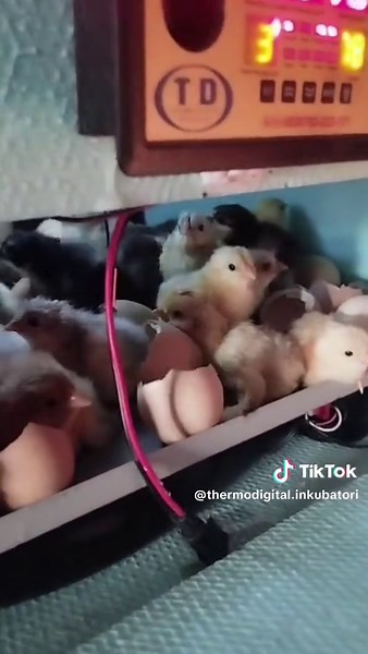 #thermodigital #foryou #pilici #pilad #koke #jaja #incubator #inkubator #biznis #domace #zivotinje