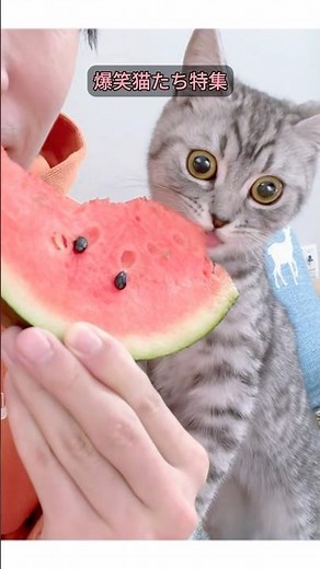 爆笑必至！ネコおもしろ集