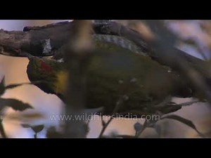 Lesser Yellownaped Woodpecker pecking a tree branch in Uttarakhand