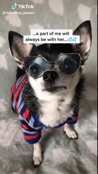 the_chihuahua_peanut sur TikTok