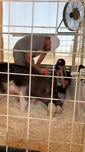 Working in the livestock industry is hard work but so worth it! #showpigs #livestock | Dadson Farms