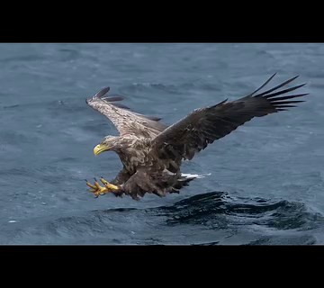 5.9K views · 127 reactions | #seaeagles #whitetailedeagle #mull #isleofmull #mullcharters | Gary Jones Wildlife Photography | Facebook