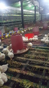 "Turbogrow" 5kl cap. Autochick feeder. Ideal use for CCS type or large commercial .. day1-14.. recco ratio 100/50:1....p200 | AA & AA Poultries