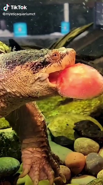 Snapping Turtle Enjoys Special Easter Enrichment Egg