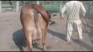 #muhammad_dairy_farm high quality milking jersey cow's in Pakistan 85 Litters Milk Daily ll World Biggest Udder Cows Drumgoon Dairy Farm #biggest_udder #dairy_cow. holstein friesian cows, holstein friesian cows in pakistan, holstein friesian bull, holstein friesian cow price in pakistan, holstein friesian cow ki pehchan, holstein friesian cows milk production per day, holstein friesian cattle, holstein friesian cows in australia, holstein friesian badshah, holstein friesian cow milking, holstein