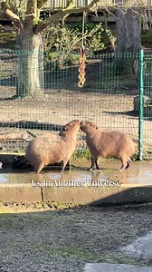 Adorable Capybara Nose Touch at Blackpool Zoo