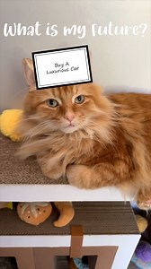 25K views · 4.7K reactions | More fun with silly SnapChat filters. | The Oreo Cat | Facebook