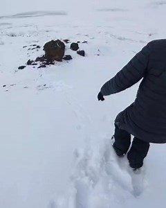 Alluring Arctic on Reels