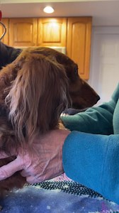 Doxie Rescue Bucks Cty & NJ on Reels