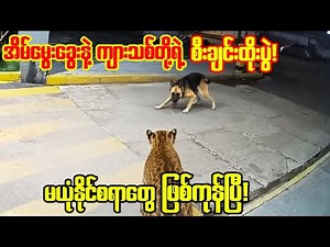 တောရိုင်းတိရစ္ဆာတွေနဲ့ မိတ်ဖွဲတတ်တဲ့ အိမ်မွေးတိလေးတွေရဲ့ စွမ်းရည်များ!😱😱😱