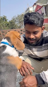 বছরের শুরুটা oreo-র সাথে🐶 #dogshorts #puppy #beagle #cute #viral #animallovers #doglife