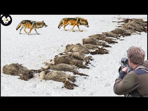How Farmers Deal With Millions Of Wolves Attacking Cattle