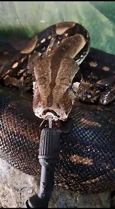 6.3K views · 80 reactions | Does this count as a thirst trap? 掠浪 Our Boa Constrictor enjoying a cold drink on a hot day! ☀️ Video credit: Adriaan Hougaard CONSERVE. CARE. CONNECT. #thirsty #snake #boa #snakegram #h2o #hot #nature #fortheloveofanimals #cangowildliferanch #Oudtshoorn #kleinkaroo #route62 #gardenroute #southafrica #wedotourism #animallovers #animals #wildlife #education #conservation #conserve #care #connect #travel | Cango Wildlife Ranch | Facebook