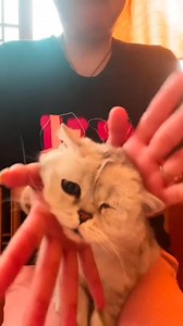 8.4K views · 157 reactions | Gatti buffi  | Gatti & Gattini | Facebook