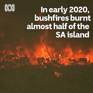 87K views · 567 reactions | Hope after heartbreak  Kangaroo Island was devastated by deadly bushfires 18 months ago. For some, it meant losing their house, livelihood, and loved ones. Now, the region is finally healing - and so is the community. Watch the full story on Sunday on ABC TV + iview. | ABC Landline | Facebook