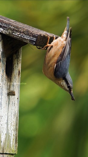 Nuthatch Building its Nest Wincent mrTc0 #bird #nature #wildlife | HAWI Studios