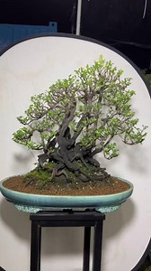 1.9K views · 132 reactions | Black ebony. Local pick up or delivery only | Hong Kong Bonsai Pots | Facebook