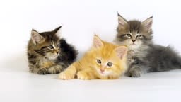 Blau blotched Tabby, braun Tortie Blotched Tabby, Creme Blotched...