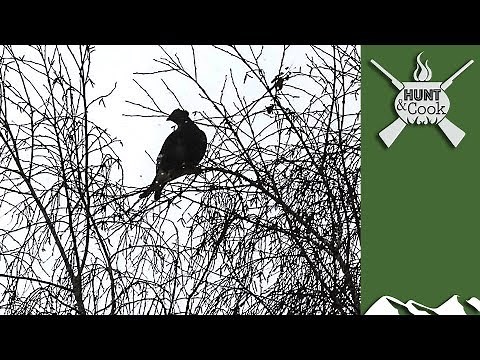 Hunting Black Grouse in Finland with 6.5x55