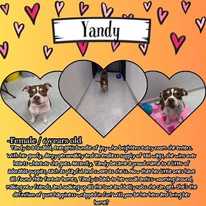 22 reactions · 12 shares | Yandy is a lovable, energetic bundle of...