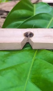 Starting fire with friction! | Rowem Tigtig