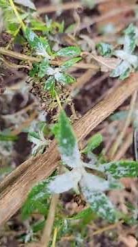 Butterfly Bush 🦋 winter pruning...