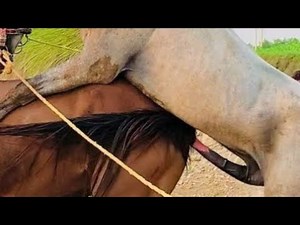 Top Horse Breeds You Need to Know — Power, Beauty, and Speed Explained