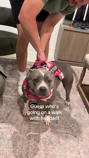 Staffordshire Bull Terrier excited to go on a walk with dad