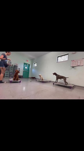 Mattie worked on her impulse control using the place command today! She added duration of 15 minutes on place, and Larry, Bernie, and Nola provided distraction for her! Teaching Mattie to control her impulses will help her leash walking skills, and help with typical puppy behavior problems too. All four pups did great!! Pat Pearson ...#srq #srqdogs #dogsofinstagram #dogs #training #trainingday #basicobedience #basicobediencetraining #obediencetraining #obediencetrainer #dog-training #doggy #ecol