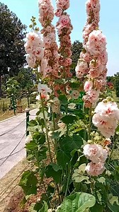 77K views · 7.7K reactions | Beautiful scenery Kashmir valley | Mountain Explore Jammu And Kashmir | Facebook