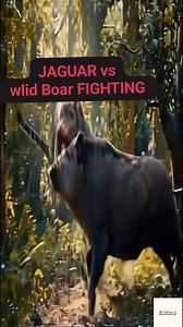 5.7K views · 18 reactions | WILD BOAR VS Jaguar! Fighting.. #fbreels2025ツ #followerseveryone #everyonehighlights #trendingvideo | Nette Sonorio | Facebook