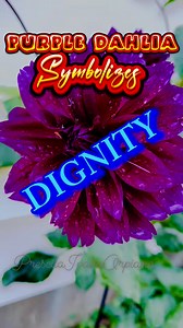 133 reactions · 63 shares | DAhlias are among my favorite flowering plants #highlightsシ゚ #everyone #flowers #plants #everyonefollowers #goodmorning #dahlias #flowers #purple Treb Onaipro RN Prescious Caring HANDS CT USA  | Prescila Ivalio Orpiano | Facebook