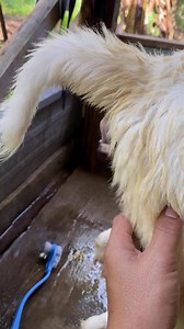 82K views · 1.2K reactions | Ciri-ciri birahi domba betina #sobatngarit #kawin #dombagarut | Sehan Solahudin | Facebook